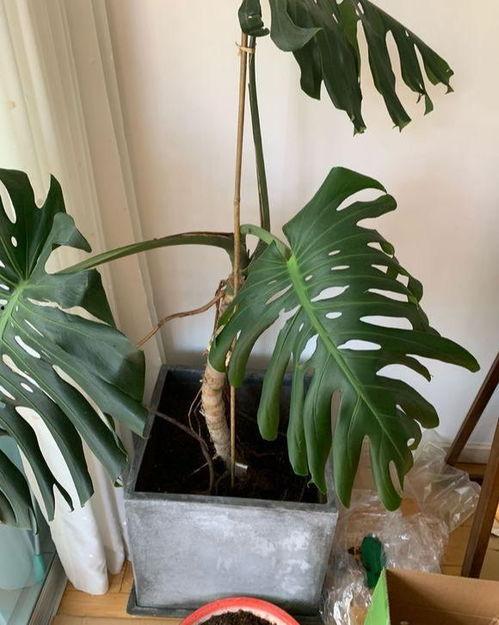 网红小叶子图片,揭秘网络红人的魅力与影响力