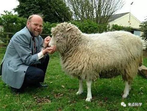 真实羊图片,自然之美下的温馨瞬间